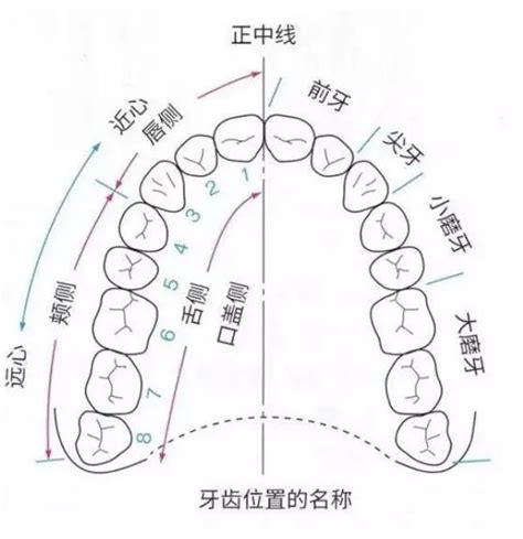 牙齒形態學